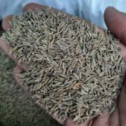 Cumin Seeds/Jeera