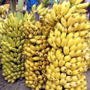 Fruits