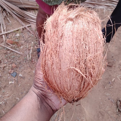 Semi Husked Coconuts